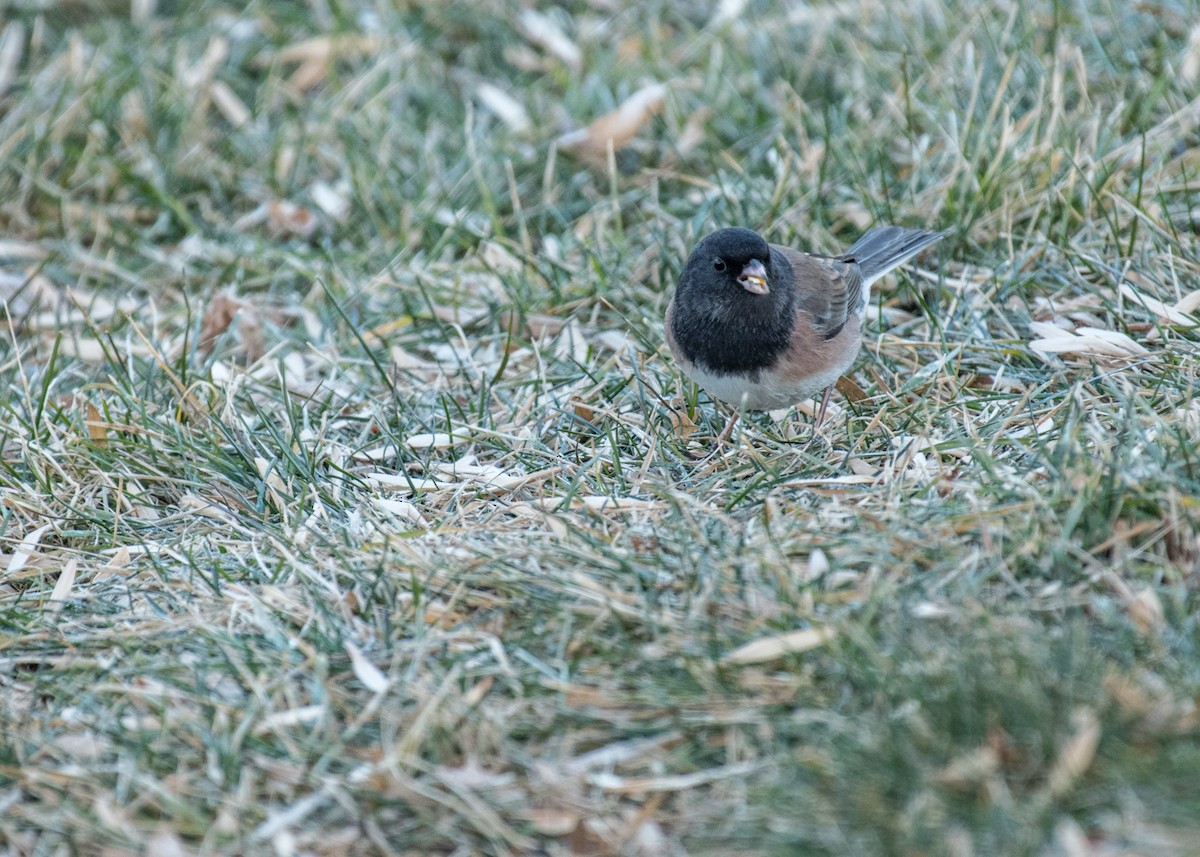 Dark-eyed Junco (Oregon) - ML642794704