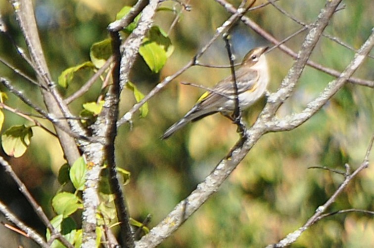 Yellow-rumped Warbler (Myrtle) - ML642794705