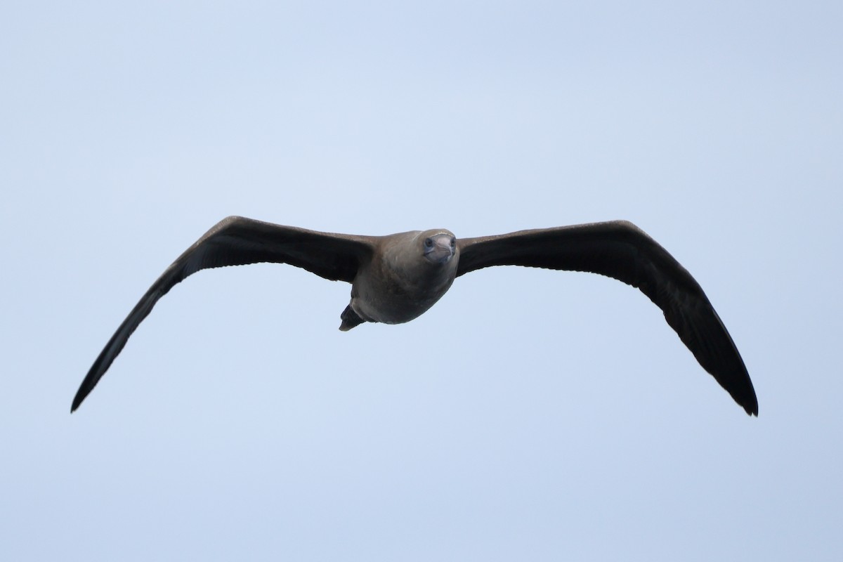 Red-footed Booby - ML642794706