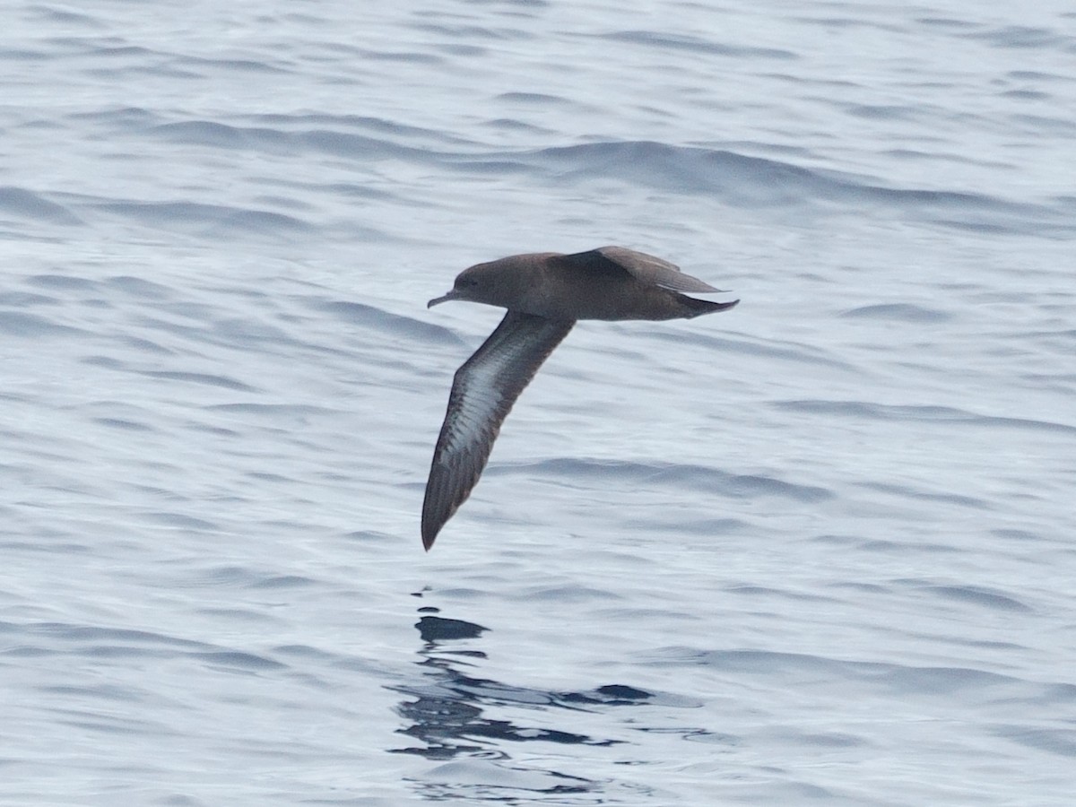 Sooty Shearwater - ML642794707