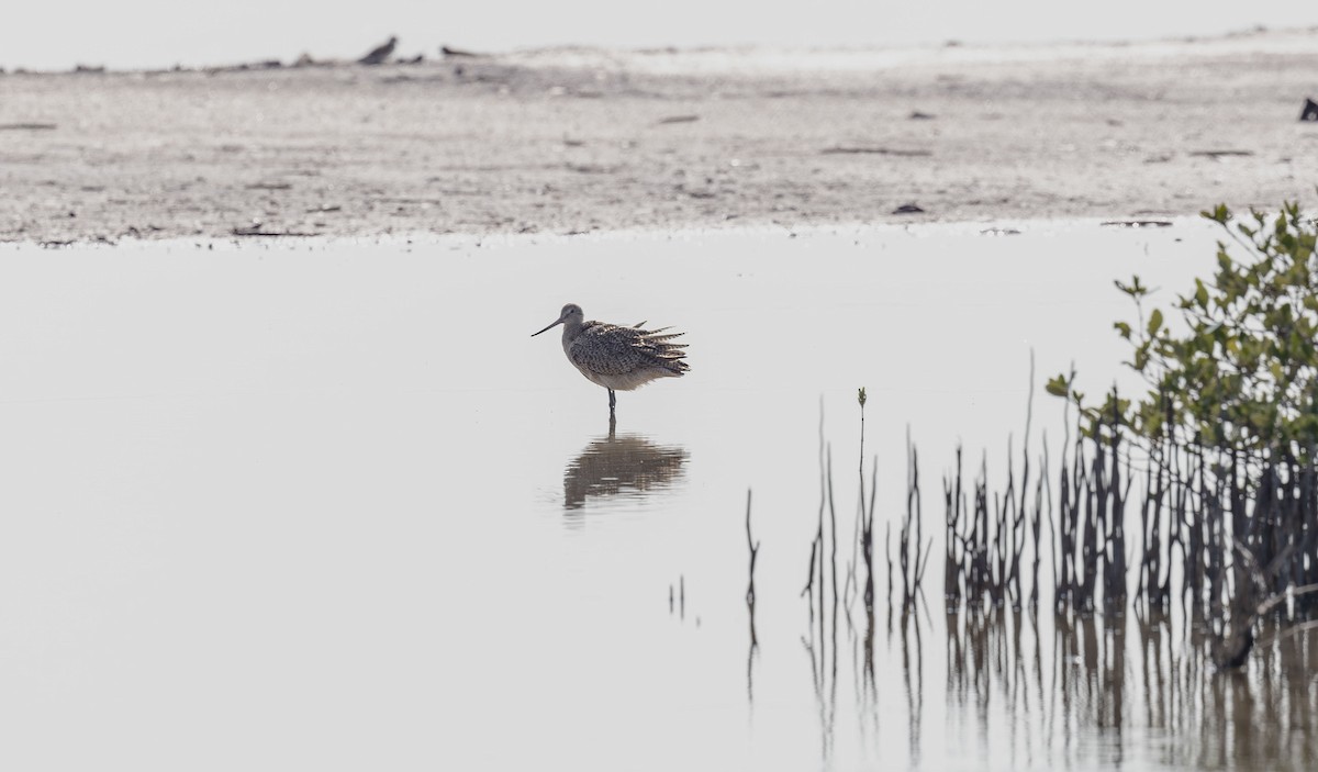 Marbled Godwit - ML642794710