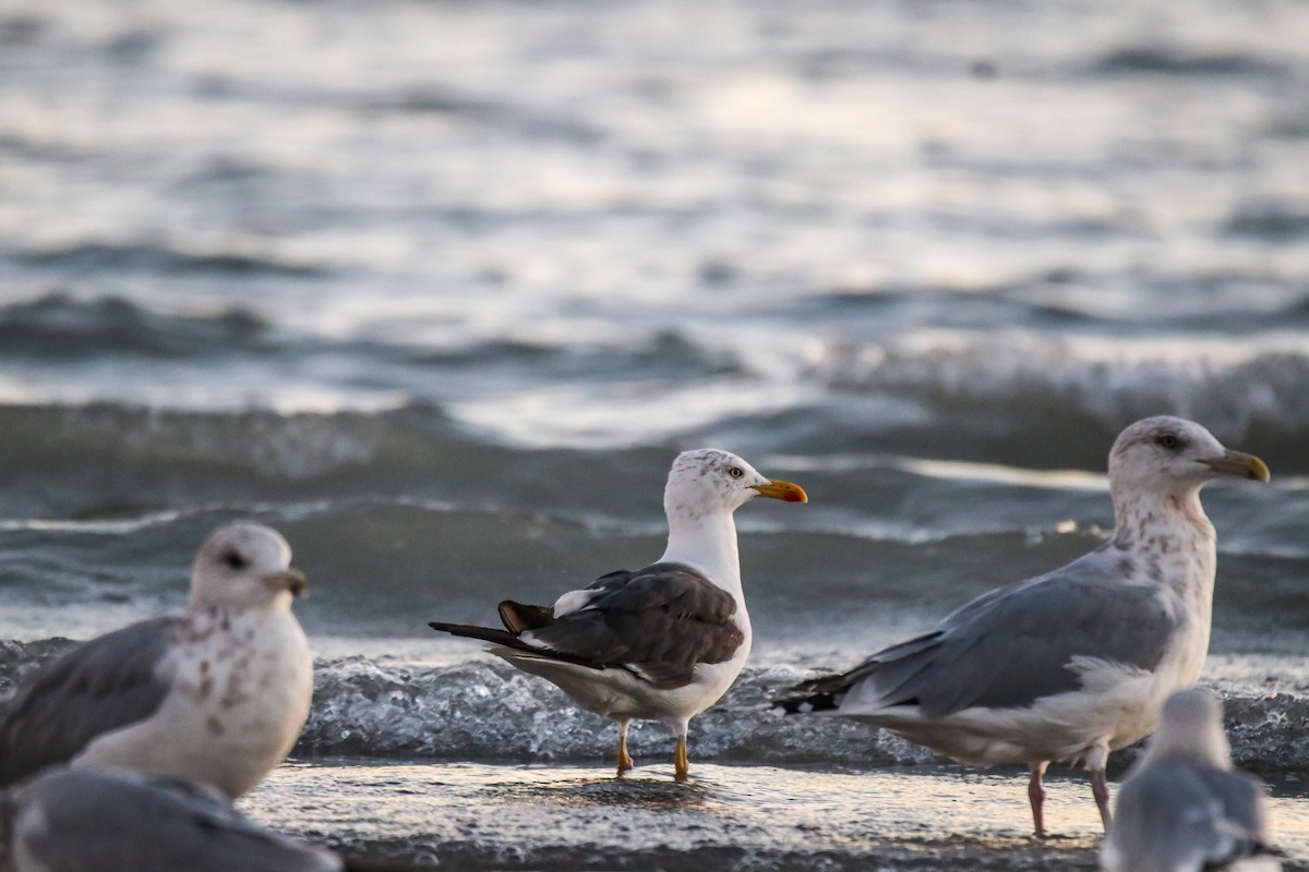 Lesser Black-backed Gull - ML642794716