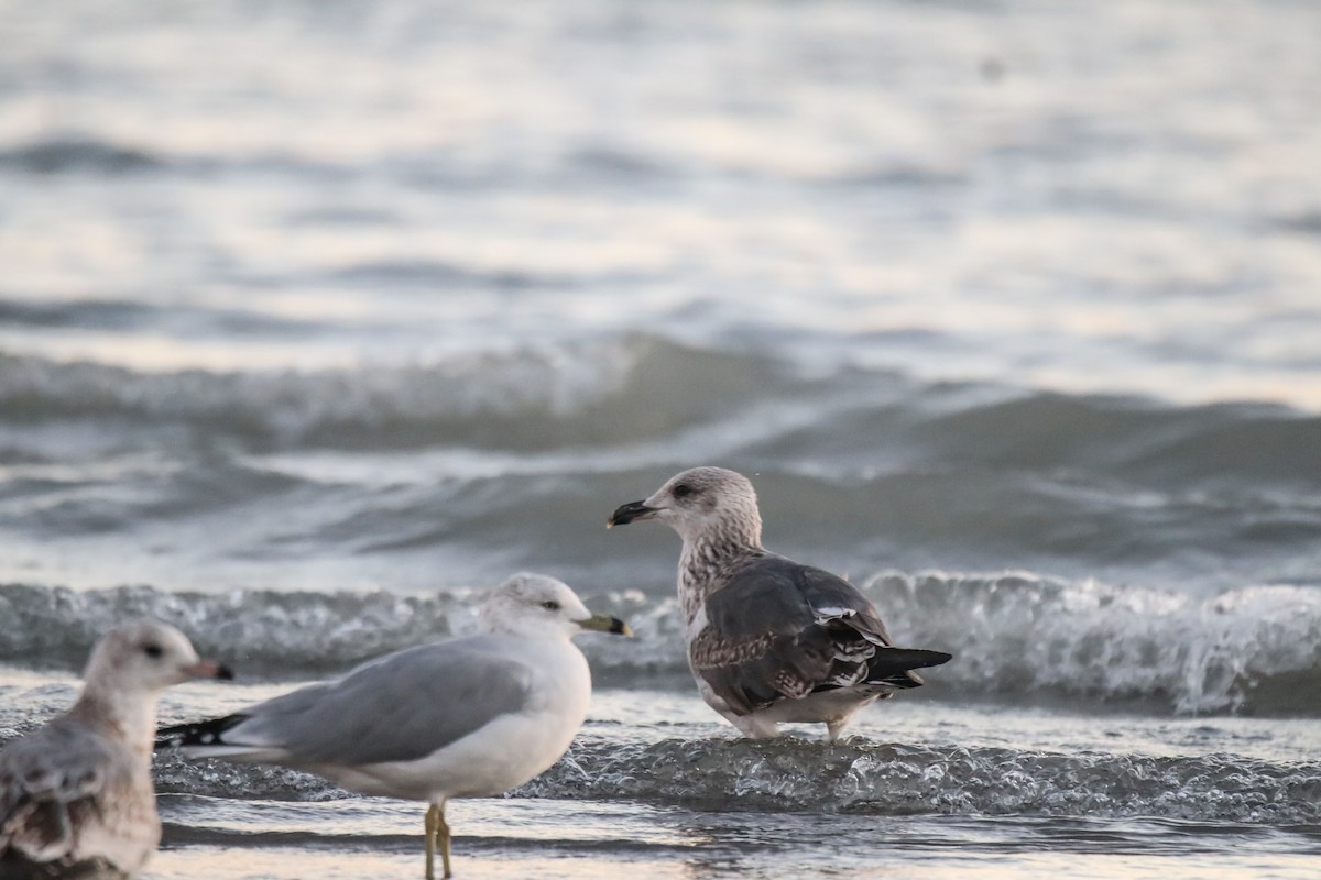 Lesser Black-backed Gull - ML642794717