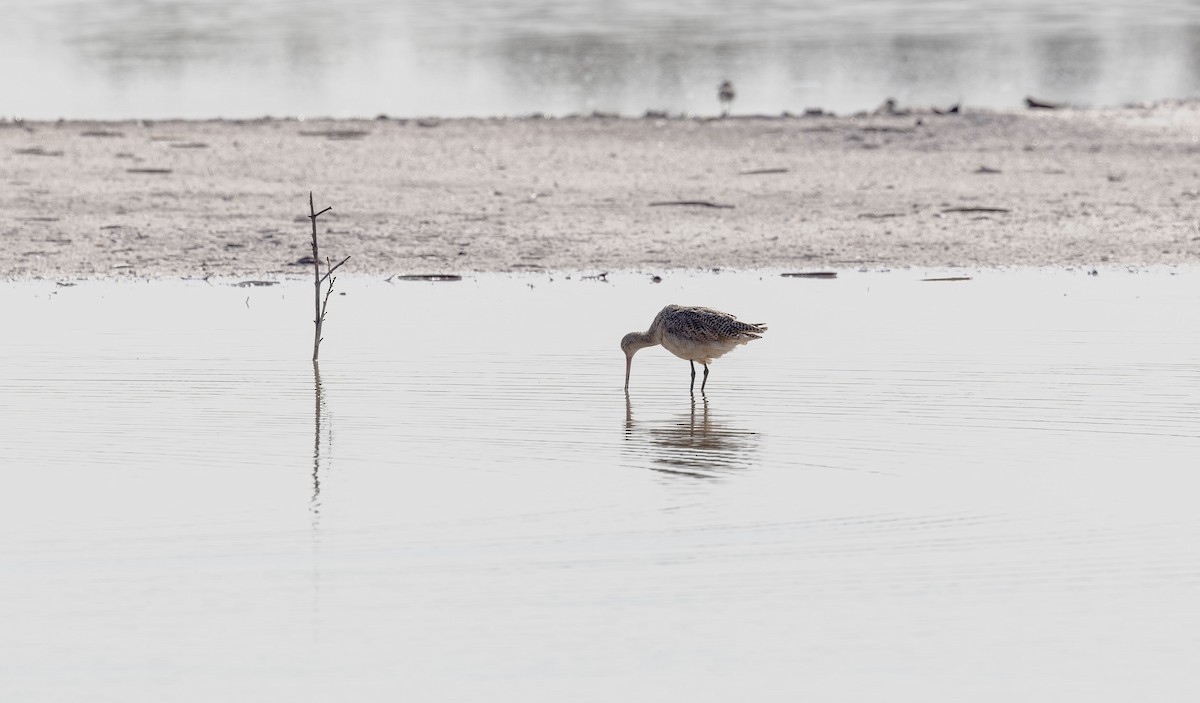 Marbled Godwit - ML642794719