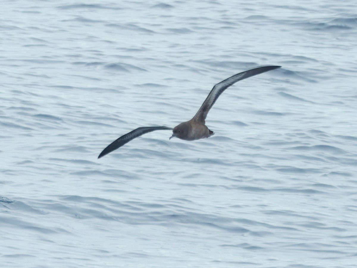 Sooty Shearwater - ML642794720
