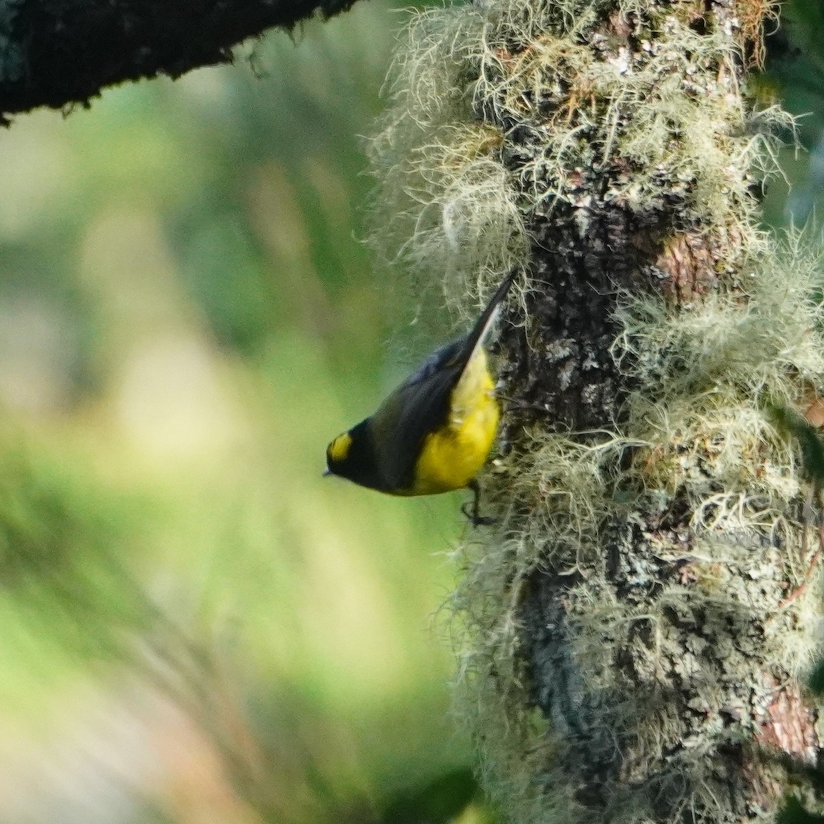 Yellow-crowned Redstart - ML642794725