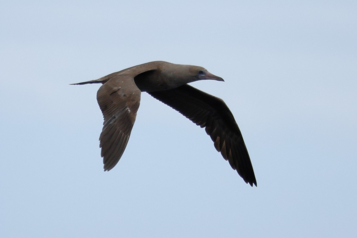 Red-footed Booby - ML642794733