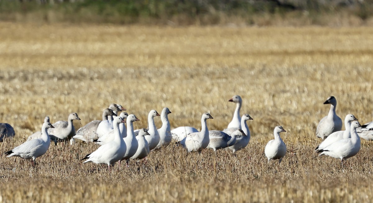 Ross's Goose - ML642794734