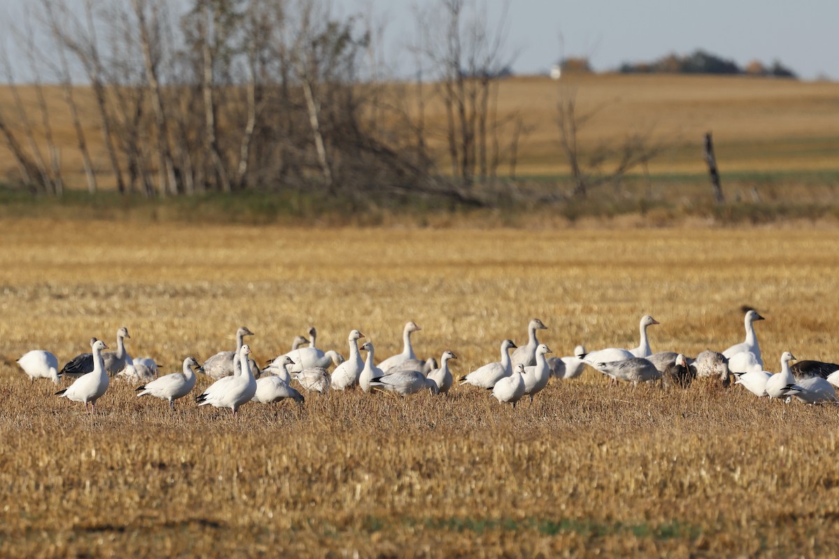 Ross's Goose - ML642794735