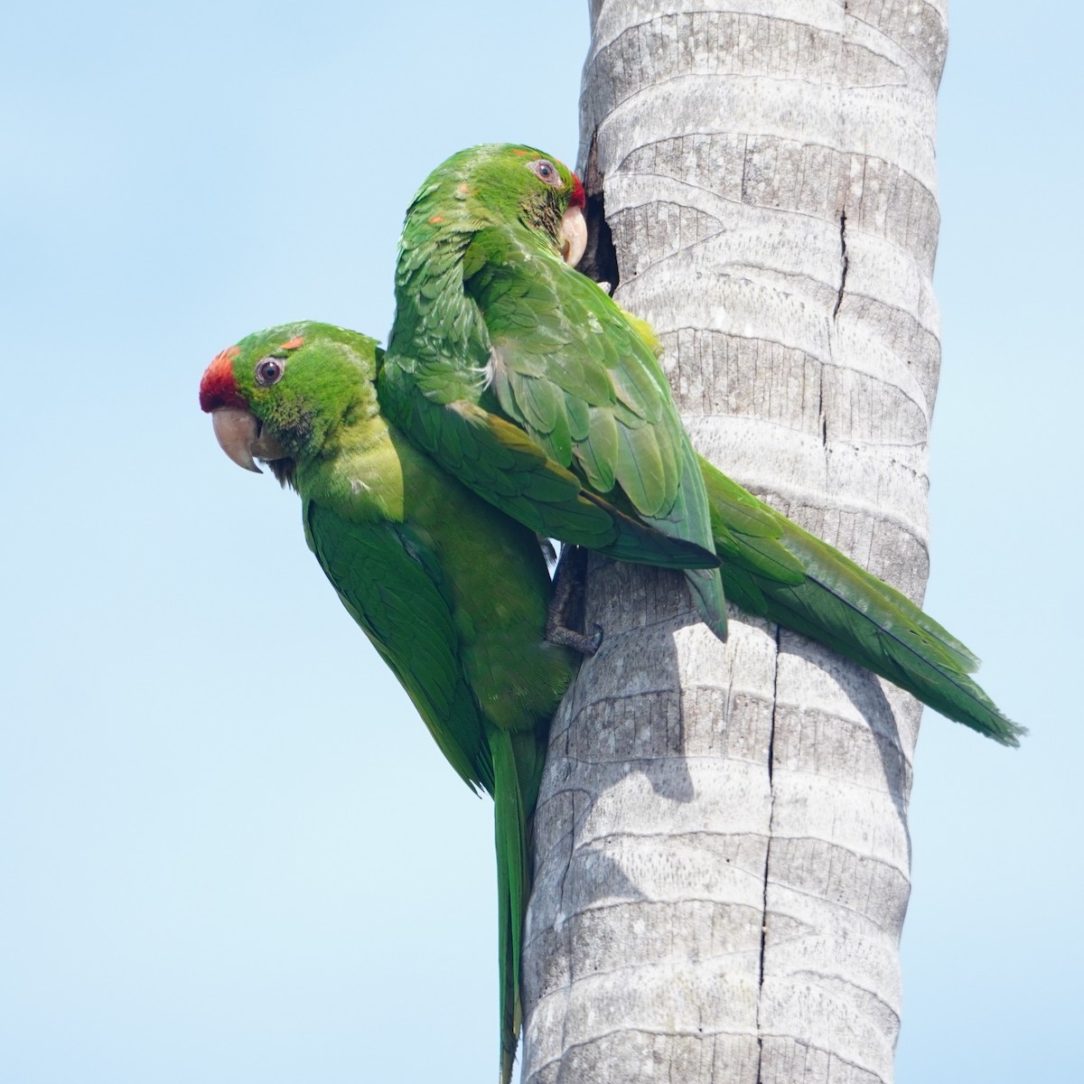Scarlet-fronted Parakeet - ML642794739