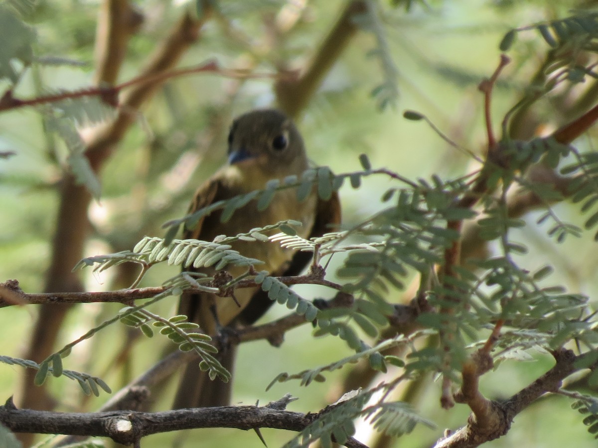 new world flycatcher sp. - ML642794743