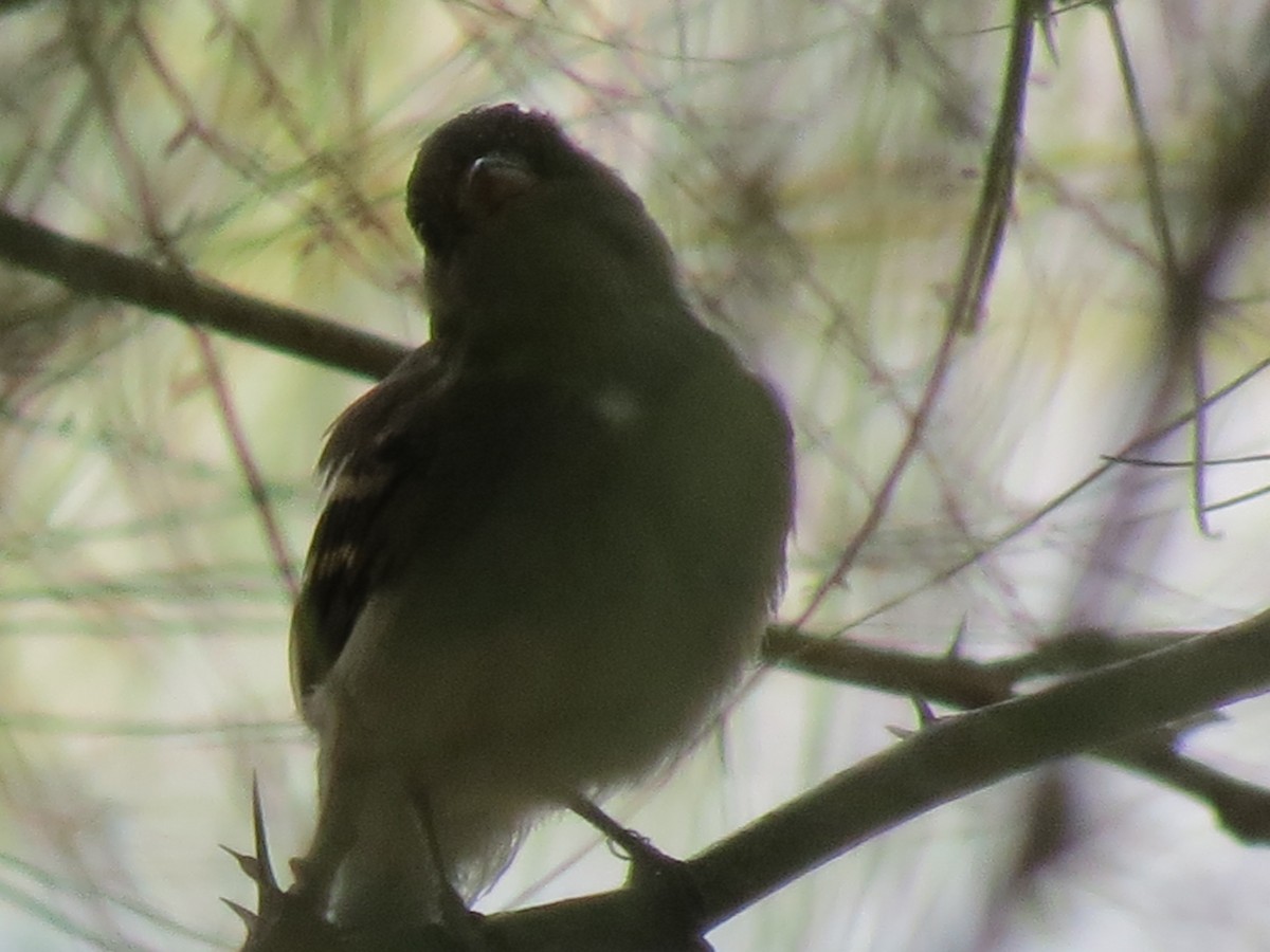 new world flycatcher sp. - ML642794744