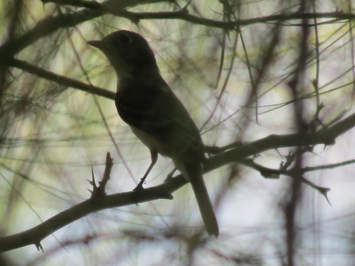 new world flycatcher sp. - ML642794745