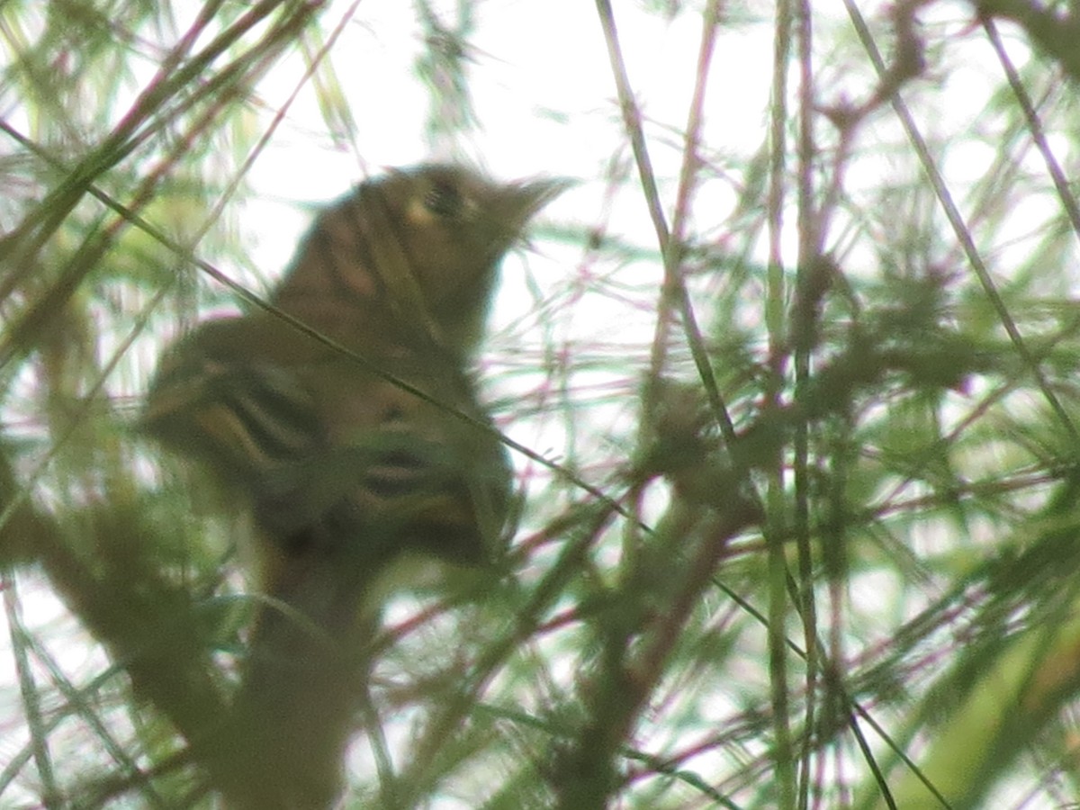 new world flycatcher sp. - ML642794746