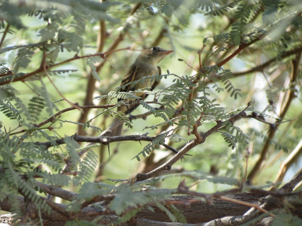 new world flycatcher sp. - ML642794747