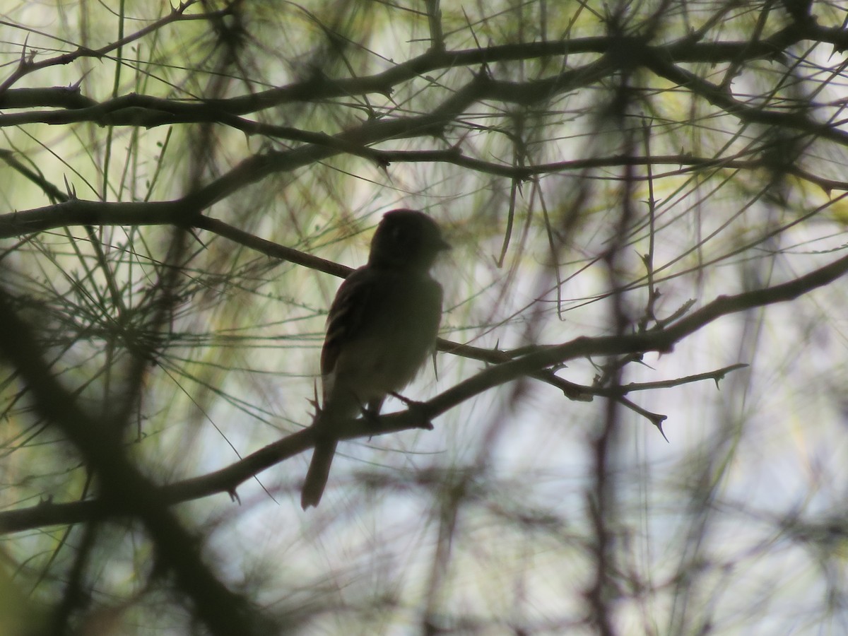 new world flycatcher sp. - ML642794748