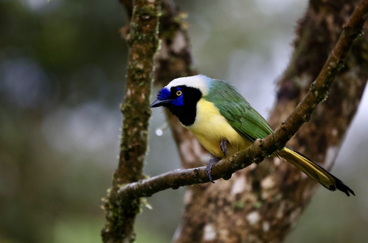 Green Jay - ML642794751