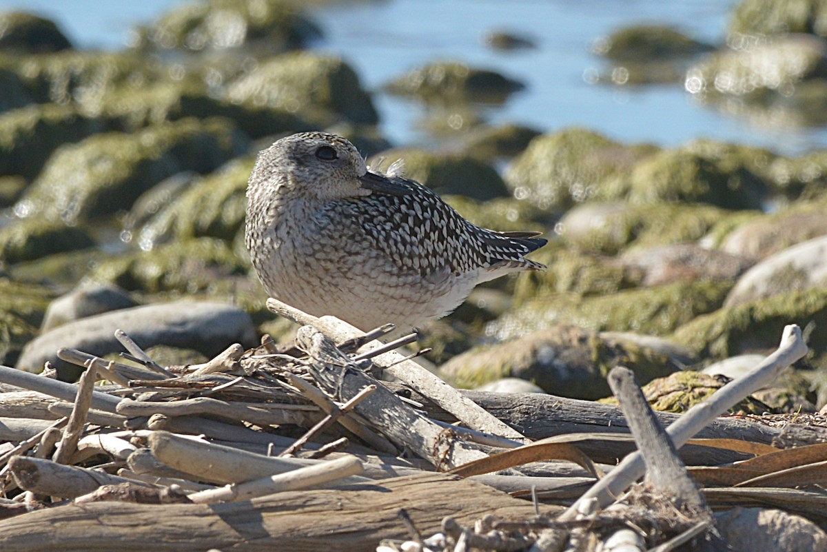 Black-bellied Plover - ML642794753