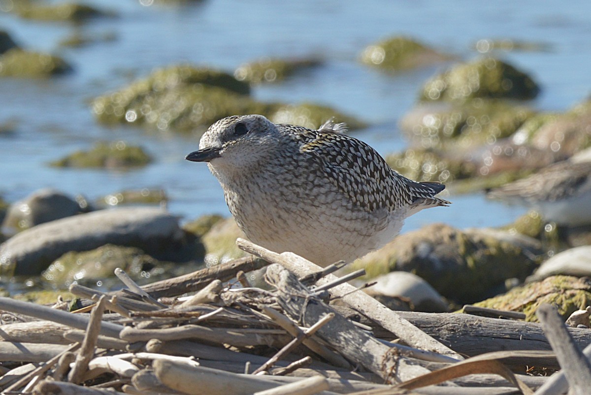 Black-bellied Plover - ML642794754
