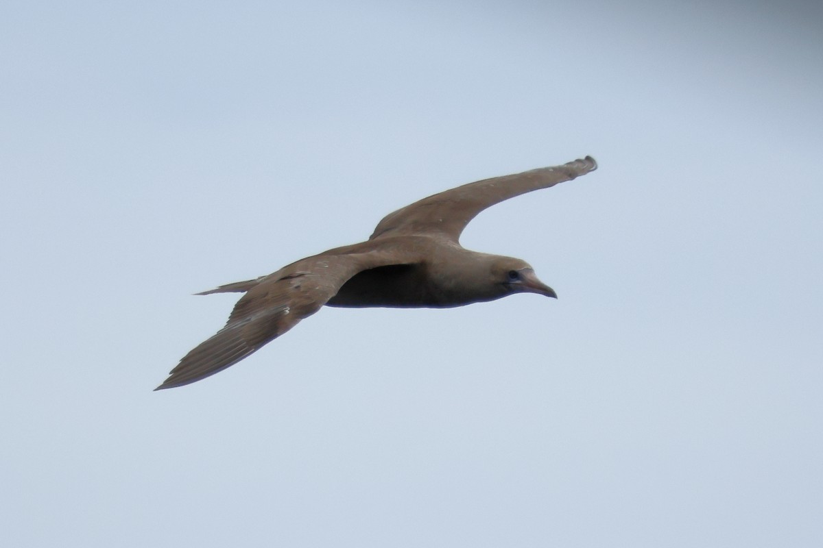 Red-footed Booby - ML642794756