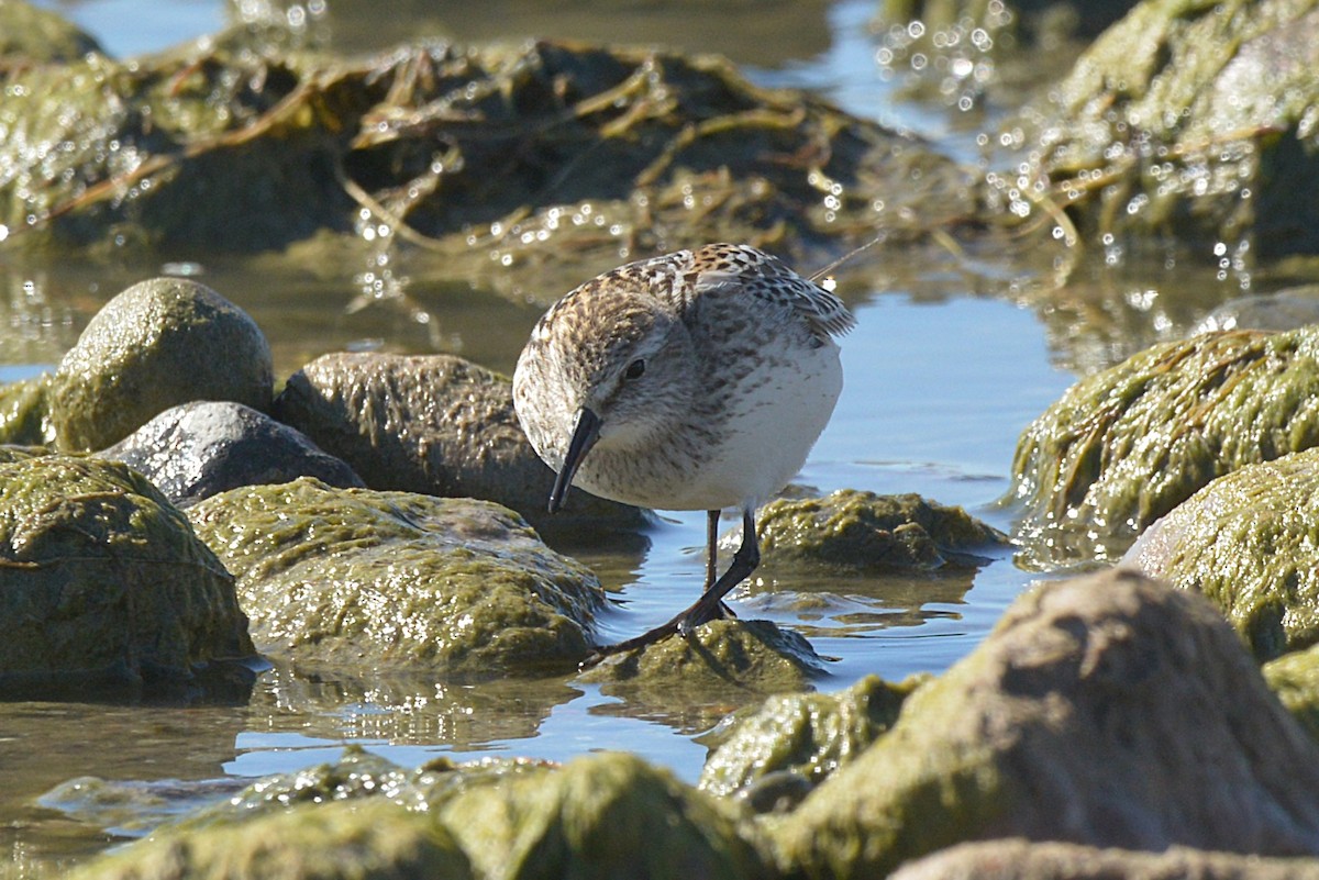White-rumped Sandpiper - ML642794760