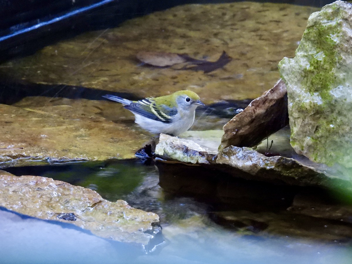Chestnut-sided Warbler - ML642794770