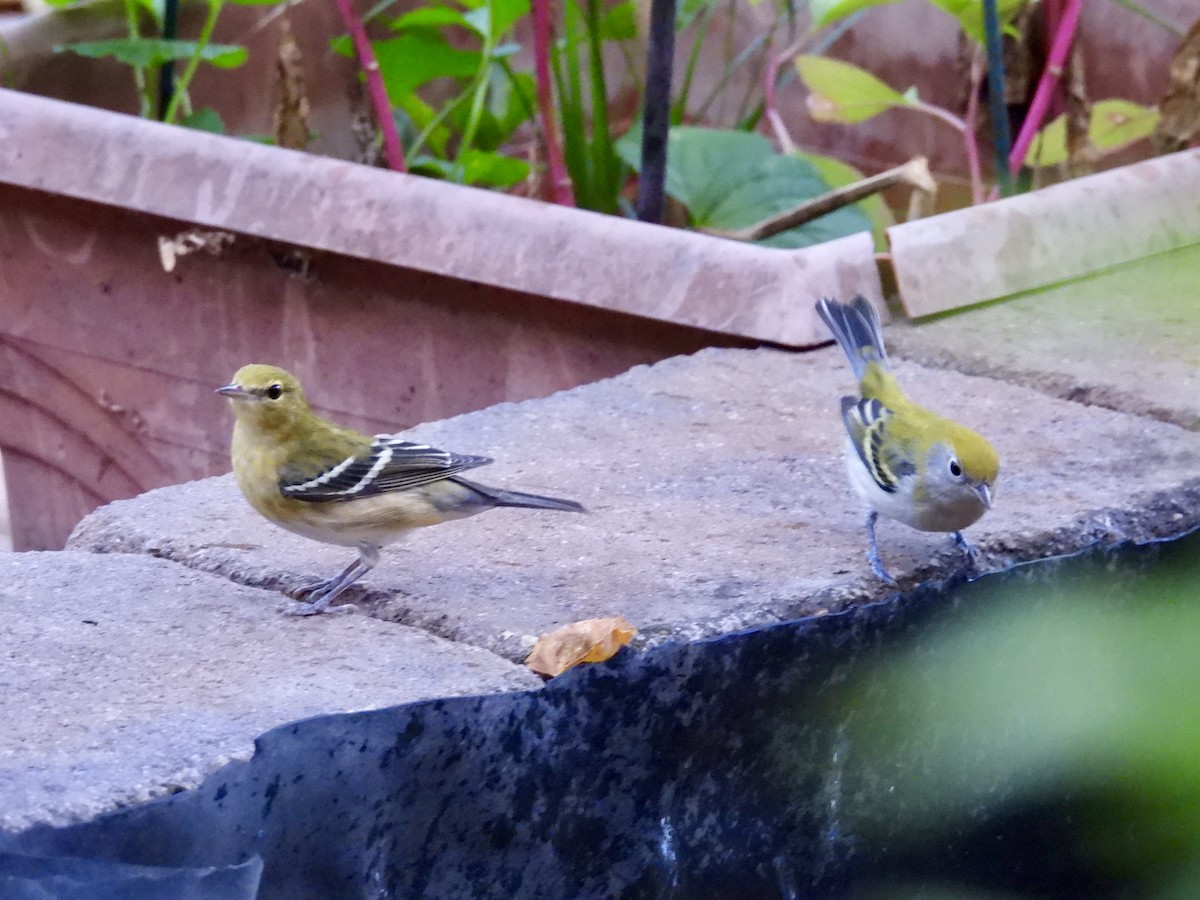 Bay-breasted Warbler - ML642794777
