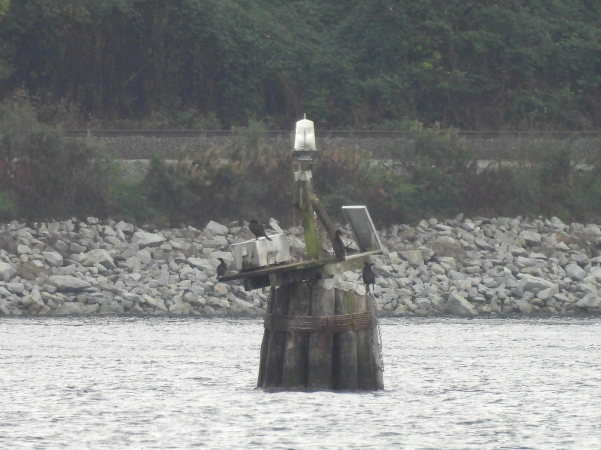 Double-crested Cormorant - ML642794778