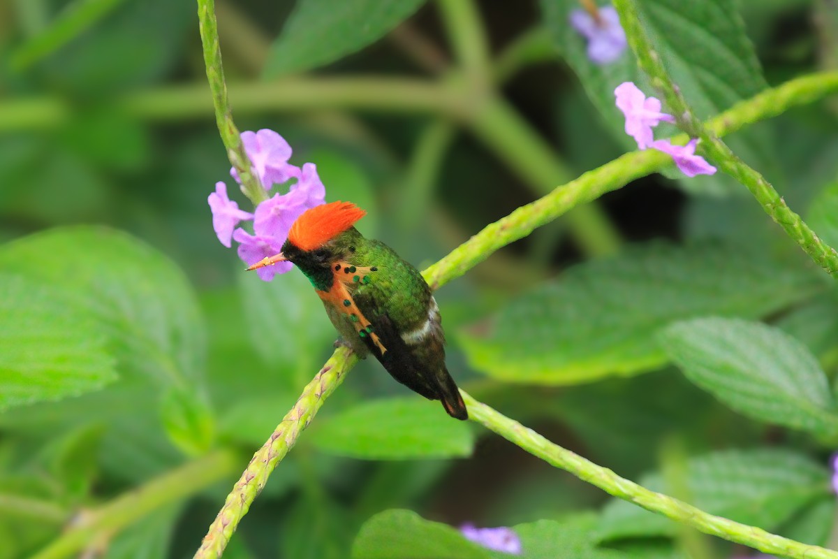 Tufted Coquette - ML642794779
