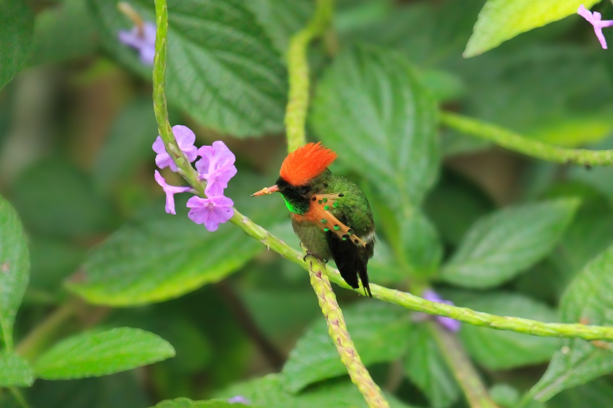 Tufted Coquette - ML642794780