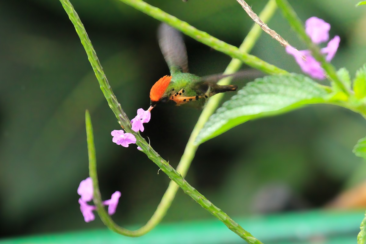 Tufted Coquette - ML642794781