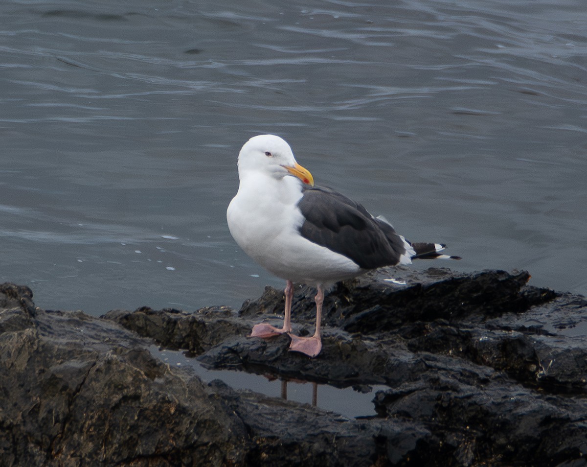 Western Gull - ML642794782