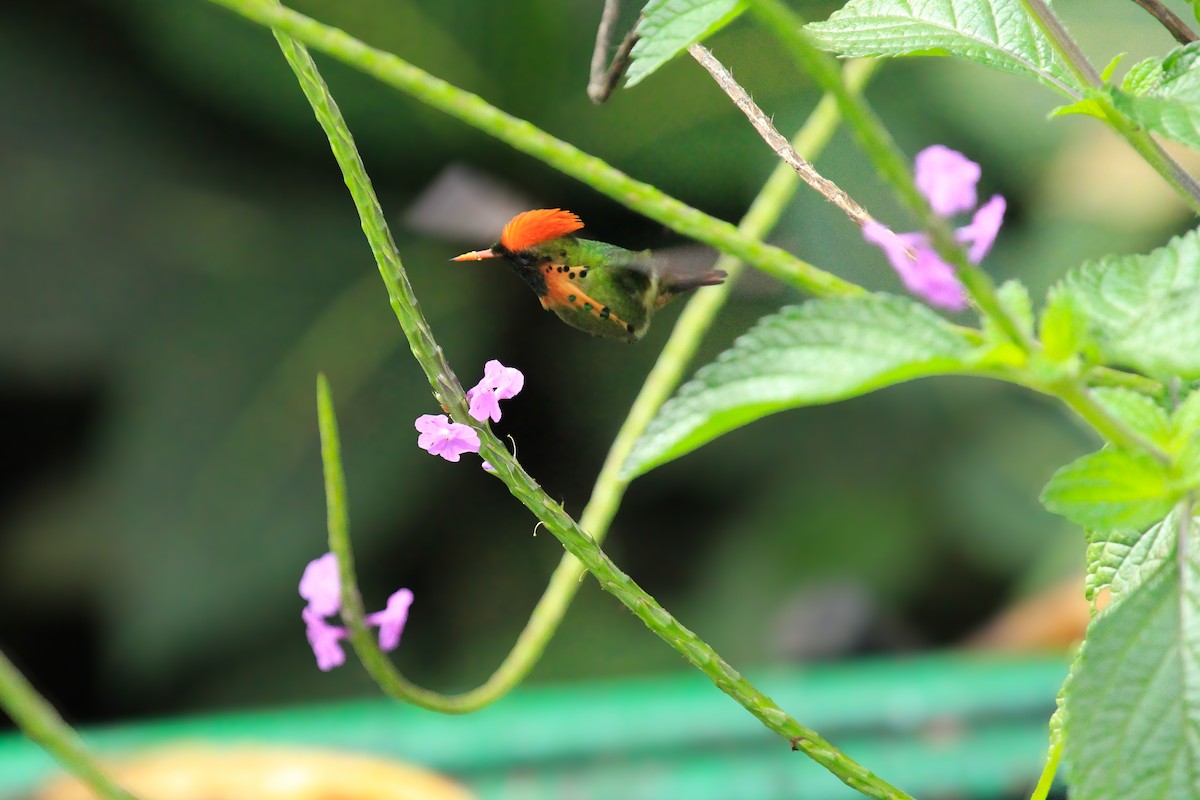 Tufted Coquette - ML642794783