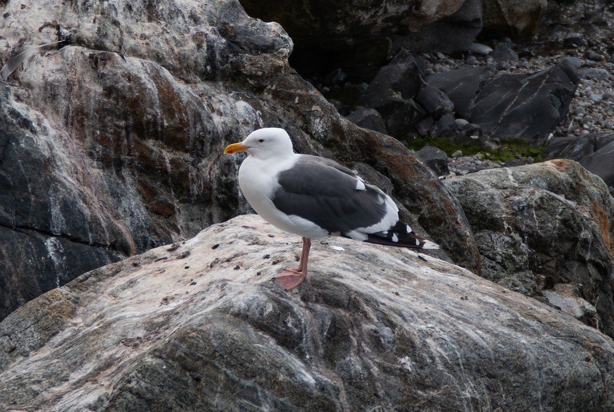 Western Gull - ML642794786