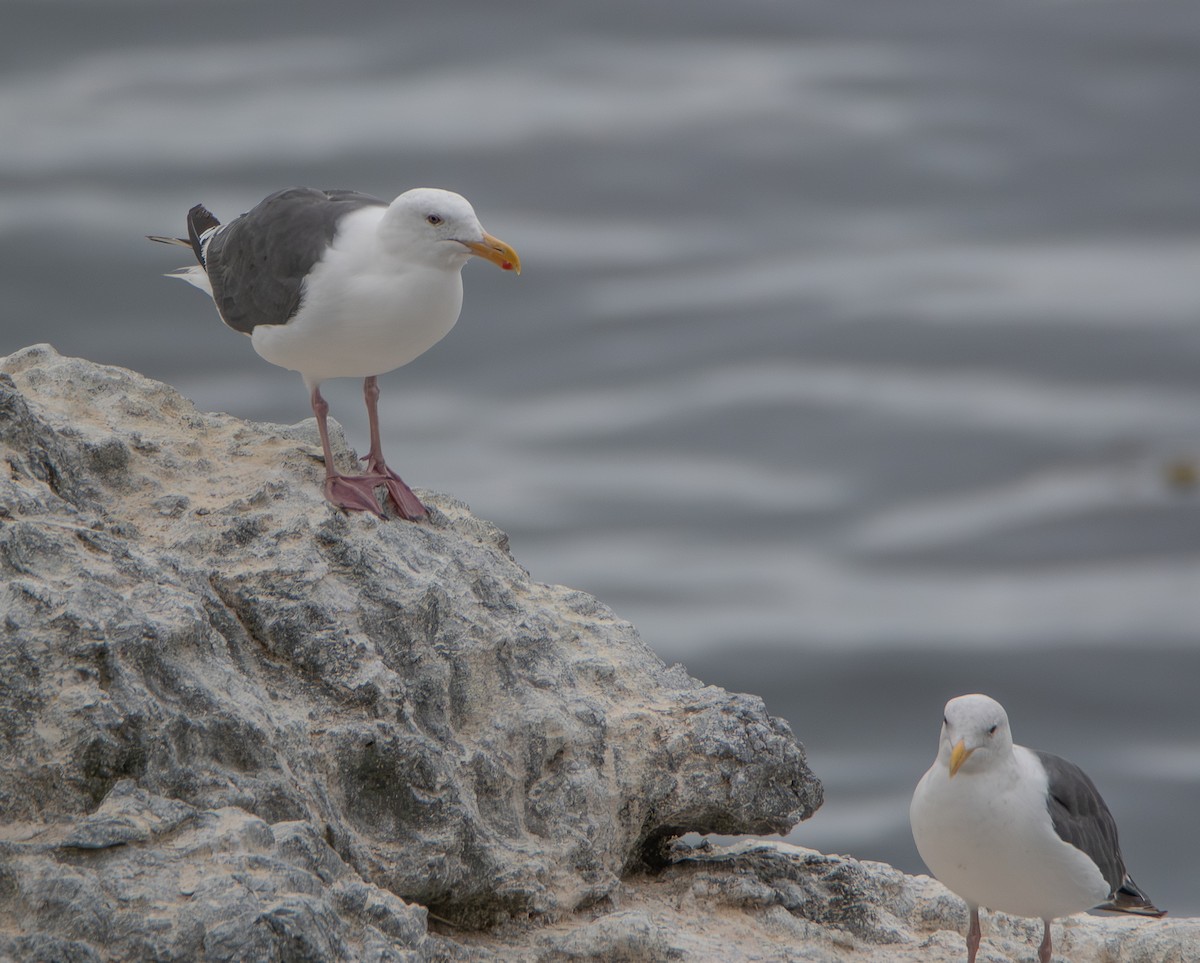 Western Gull - ML642794790
