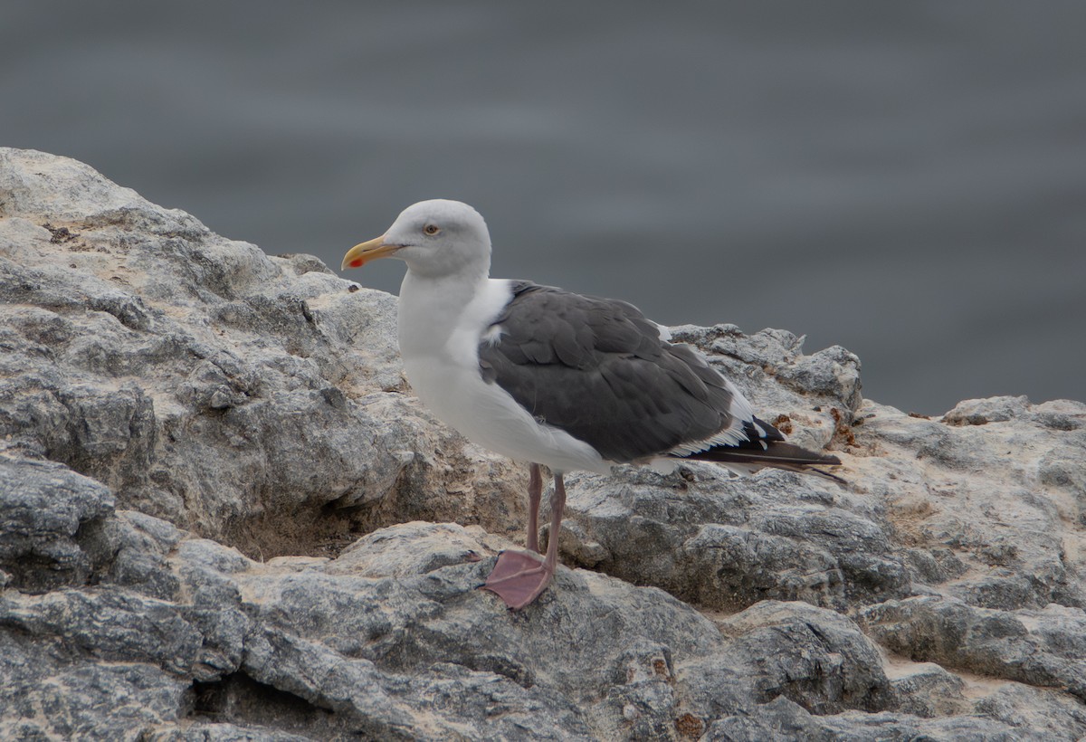 Western Gull - ML642794791