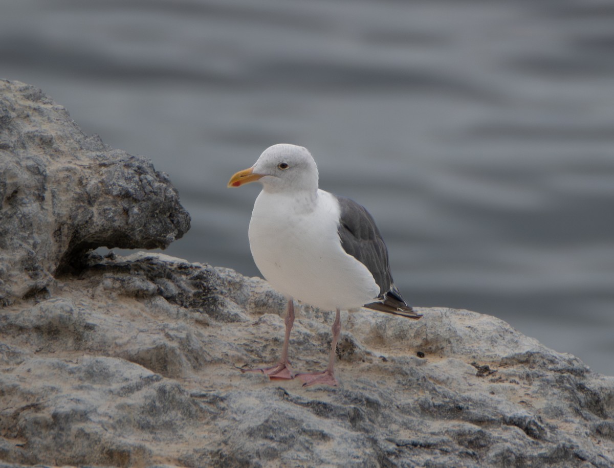 Western Gull - ML642794792