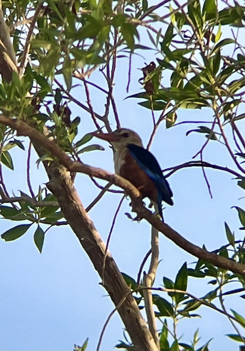 ledňáček šedohlavý - ML642794793