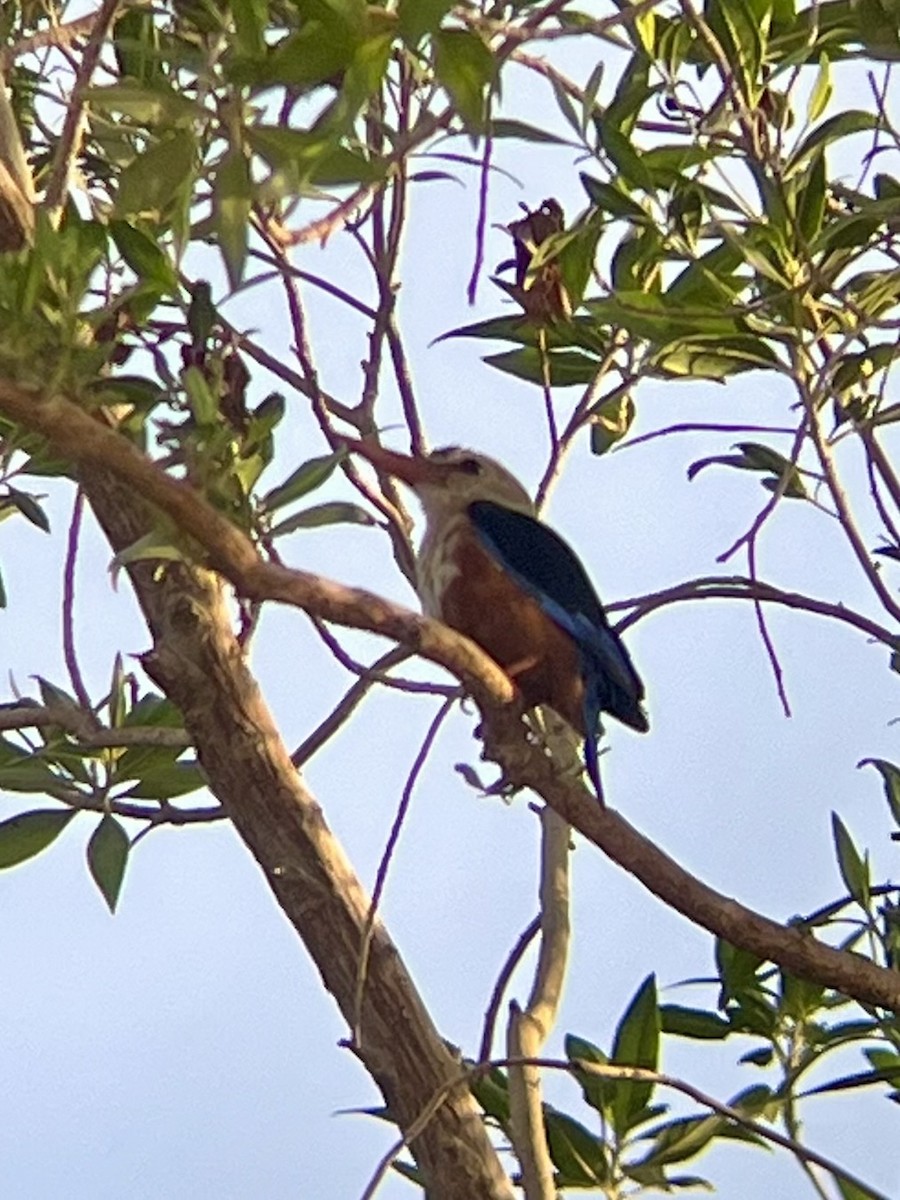 ledňáček šedohlavý - ML642794794