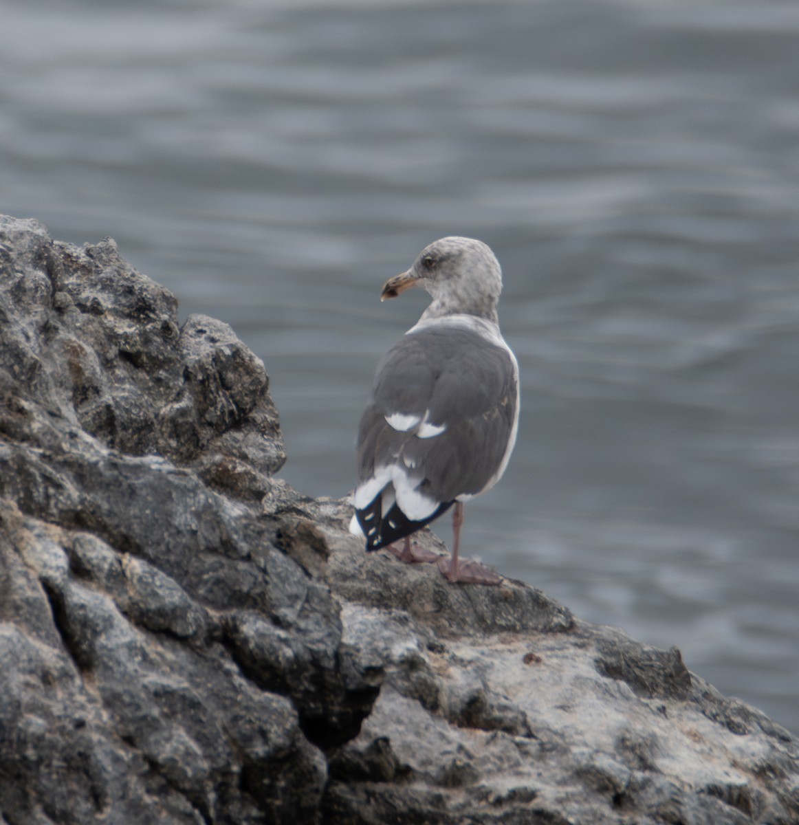 Western Gull - ML642794795