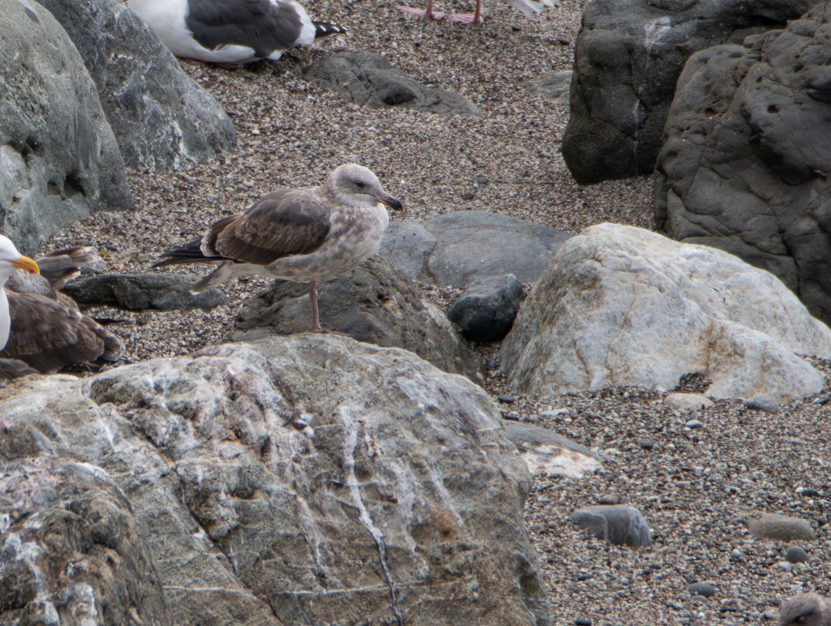 Western Gull - ML642794796
