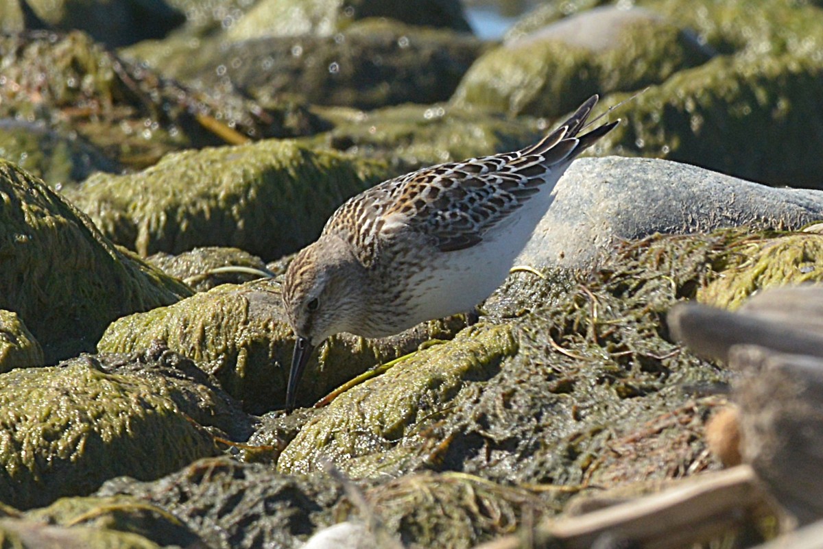 White-rumped Sandpiper - ML642794798