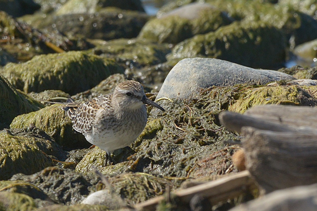 White-rumped Sandpiper - ML642794799
