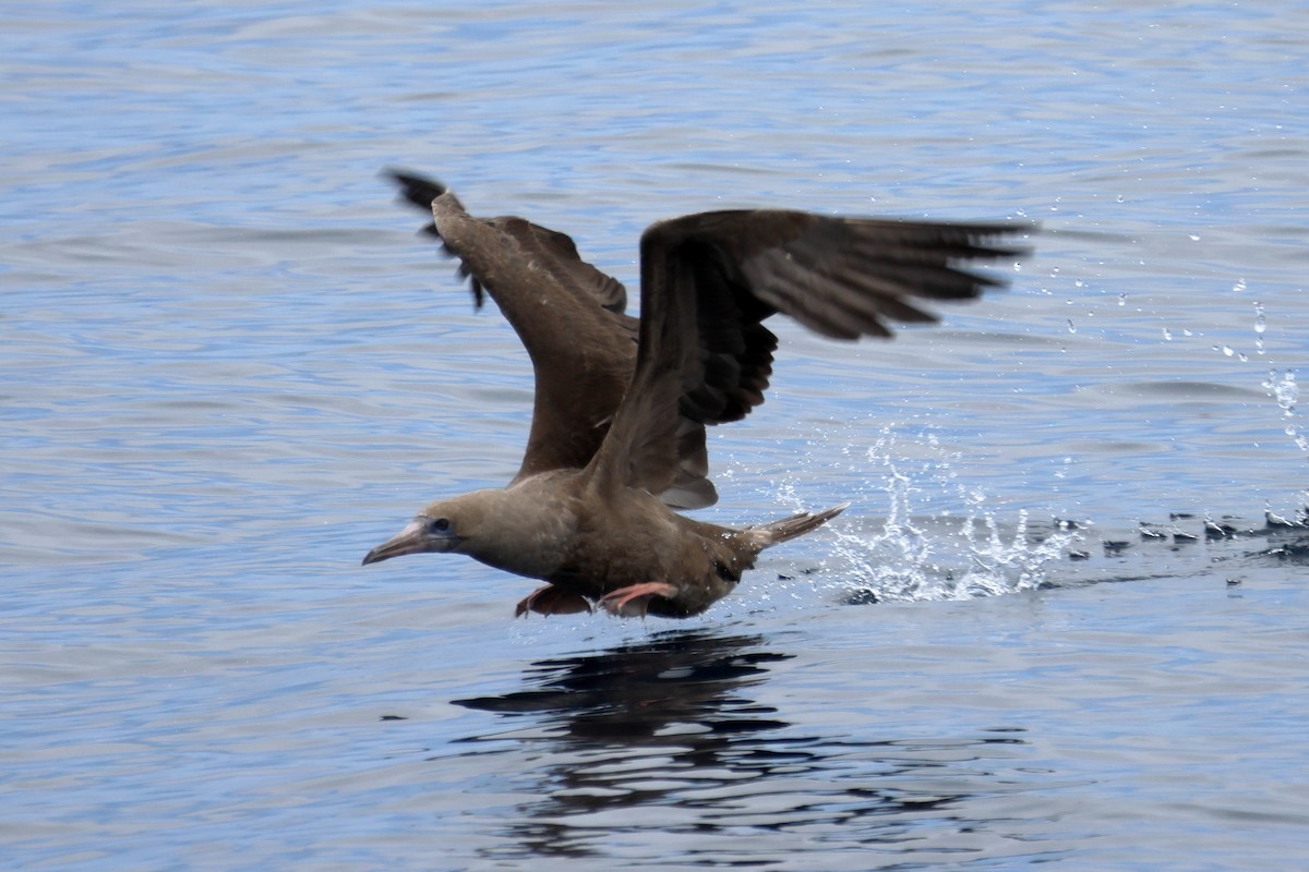 Red-footed Booby - ML642794801