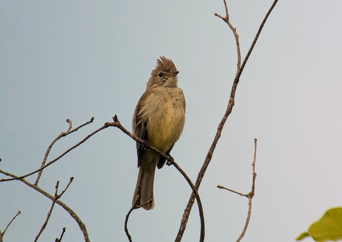 Yellow-bellied Elaenia - ML642794802