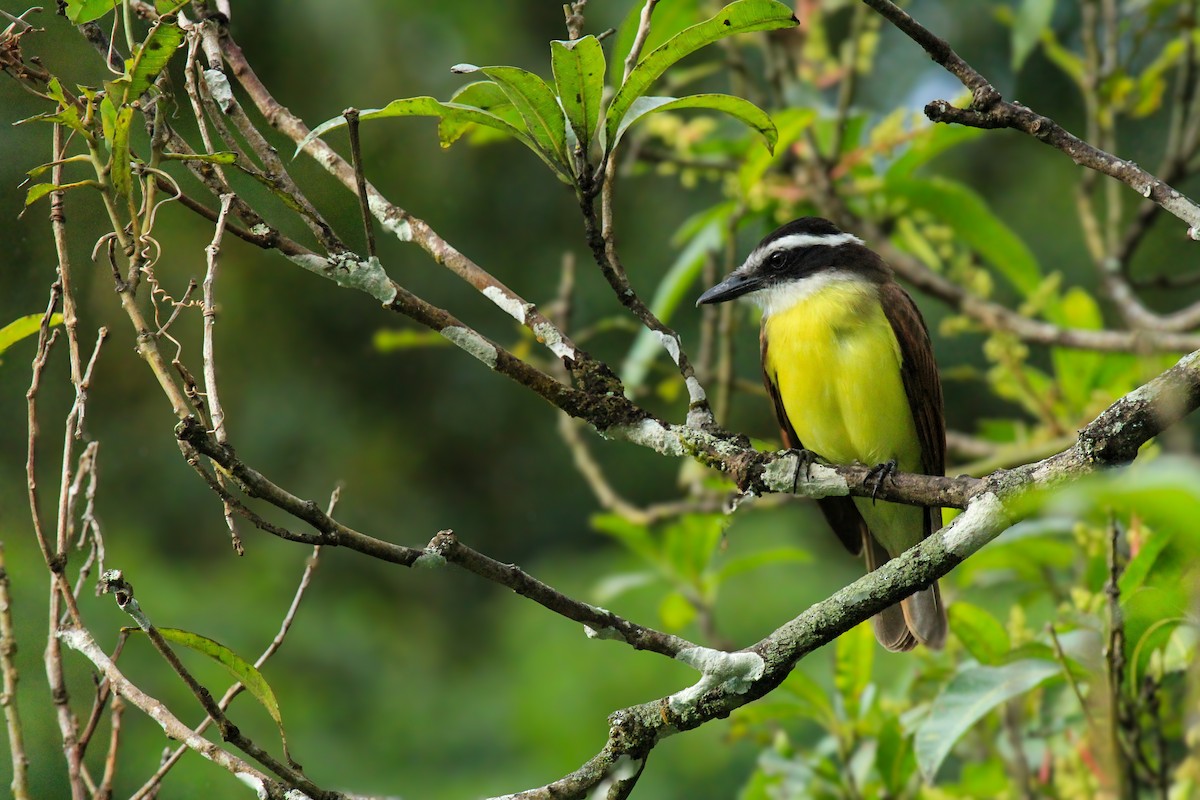 Great Kiskadee - ML642794803