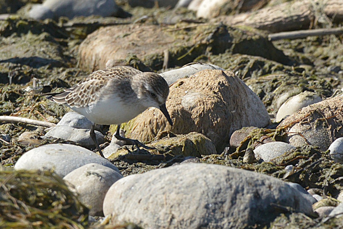 Semipalmated Sandpiper - ML642794805