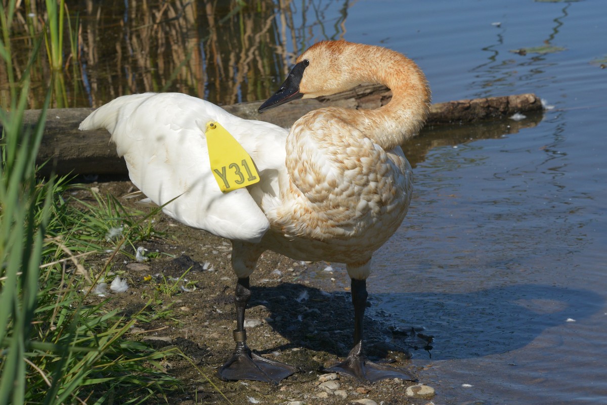 Trumpeter Swan - ML642794808