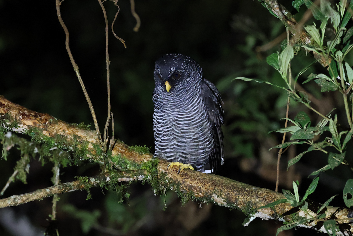 Black-banded Owl (San Isidro) - ML642794815