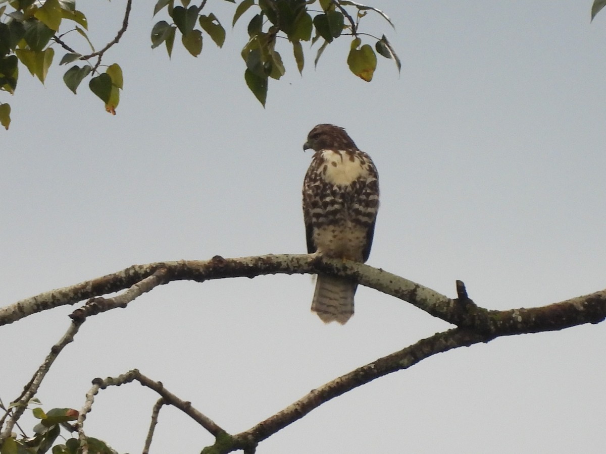 Red-tailed Hawk - ML642794818